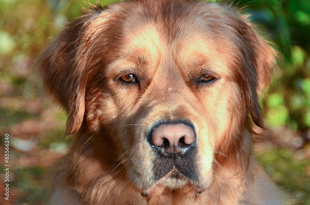 Obraz premium Dog face, golden retriever male. Focus on eyes.