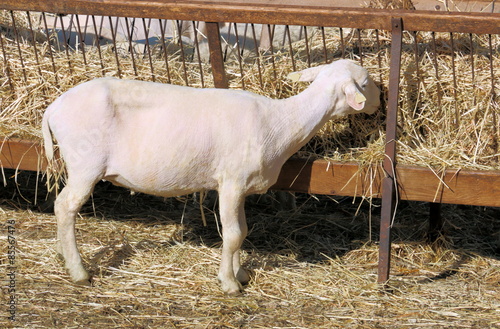 Brebis tondue pour l'été