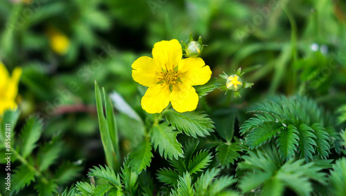 Potentilla anserina