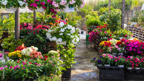 Slika na platnu Flowers at the florist. Petunias, marigolds, fuchsias and others