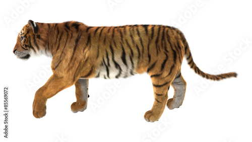 Fototapeta Naklejka Na Ścianę i Meble -  Tiger