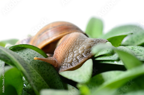 Land snail, Helix sp., Phylum Mollusca, Central of Thailand