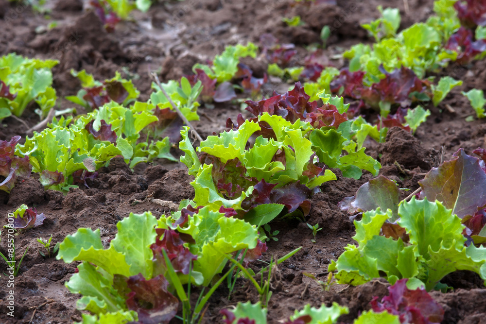 lettuce in vegetable garden lettuce in vegetable garden
