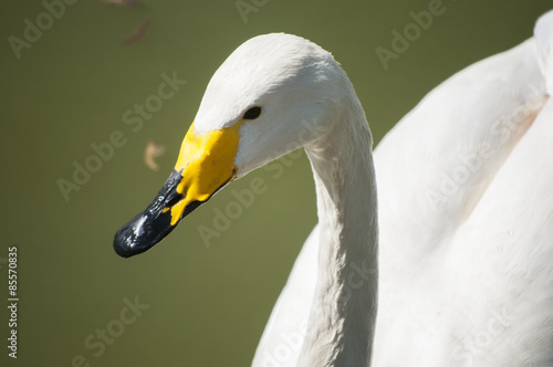 Whooper swan head closeup in park lake waters