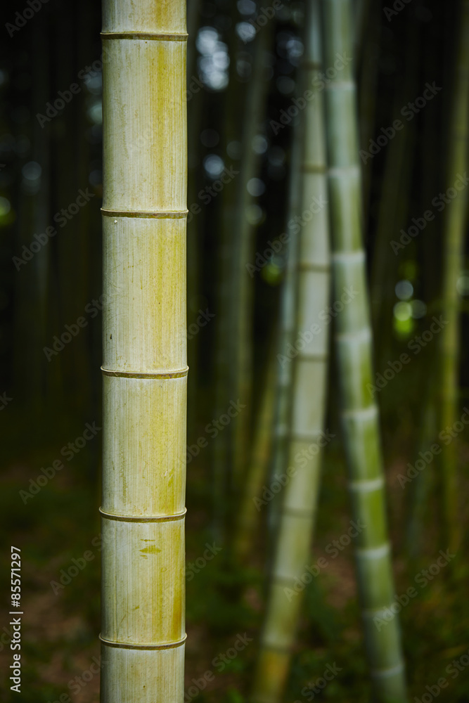 Bamboo Bamboo