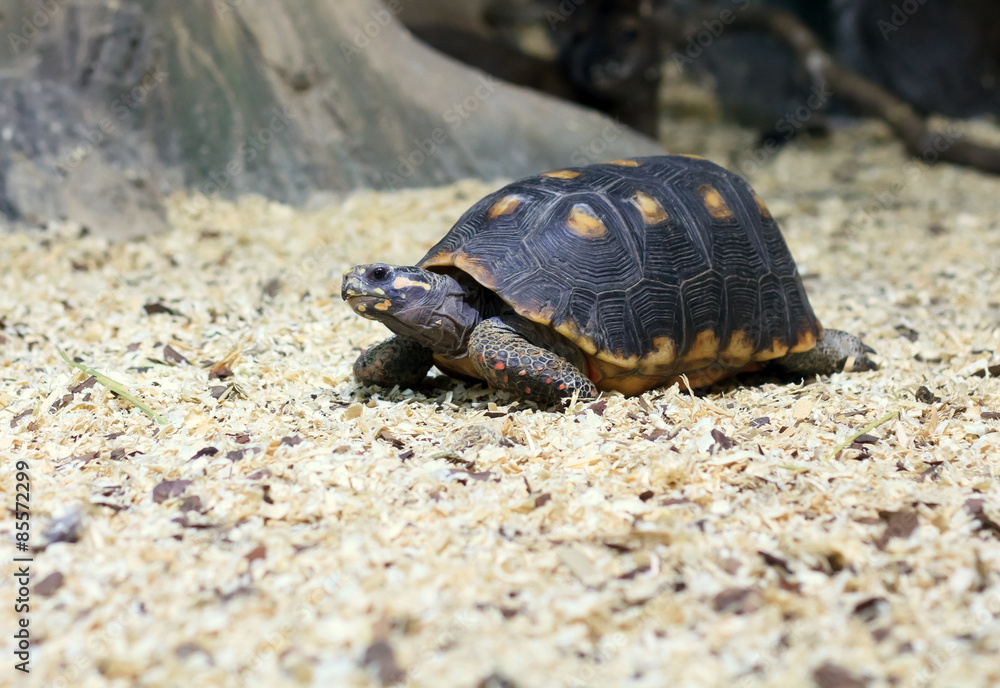 spur-thighed turtle eating grass spur-thighed turtle eating grass