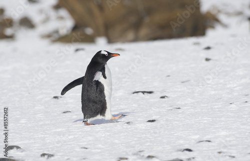 Gentoo Penguin - South Georgia