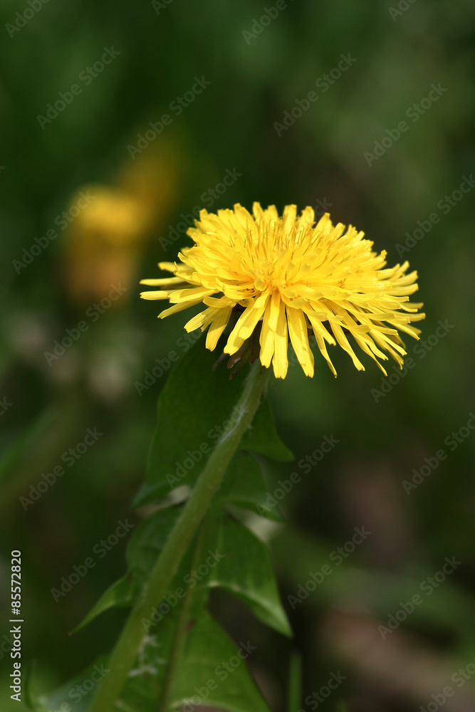 Mniszek lekarski - Mlecz - Mniszek pospolity - Taraxacum officinale Mniszek lekarski - Mlecz - Mniszek pospolity - Taraxacum officinale