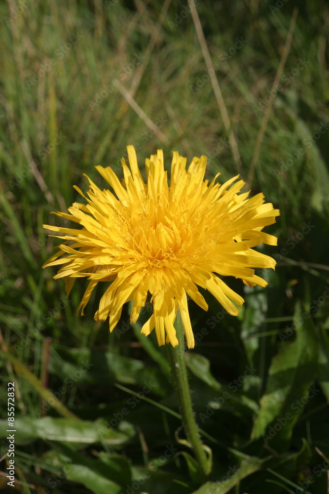 Mniszek lekarski - Mlecz - Mniszek pospolity - Taraxacum officinale