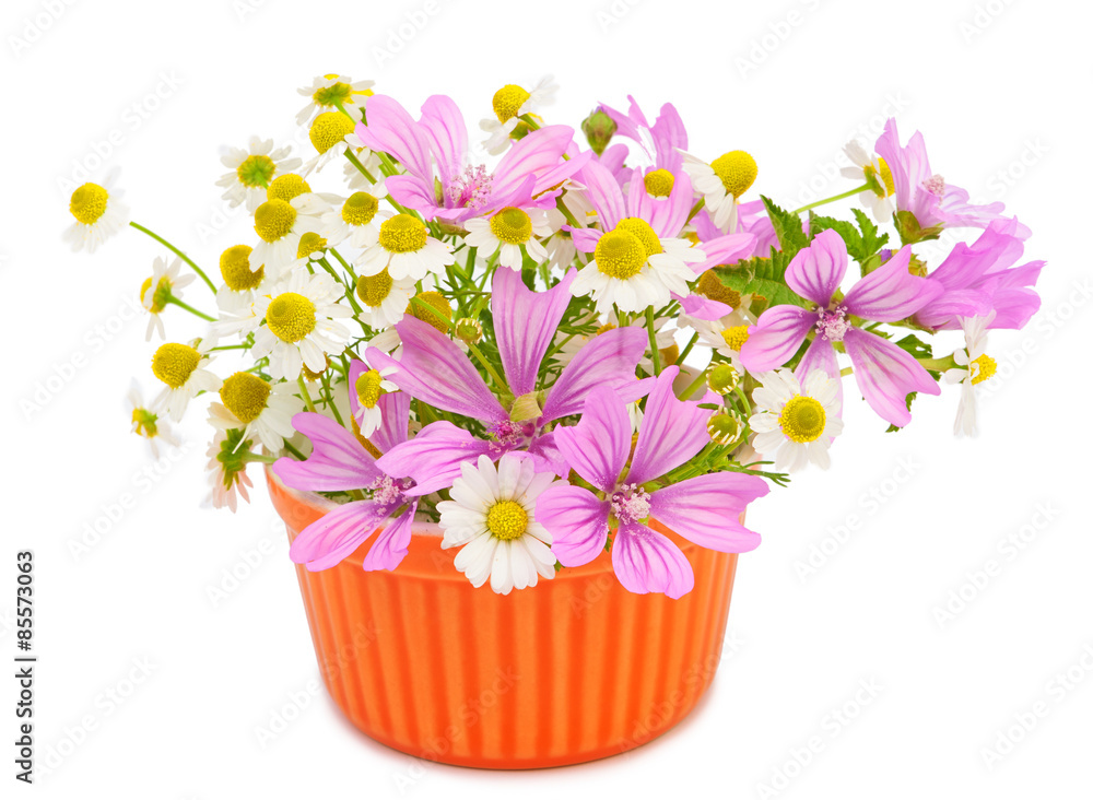 Beautiful spring flowers
