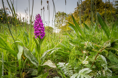 Fototapeta Naklejka Na Ścianę i Meble -  Northern Marsh Orchid
