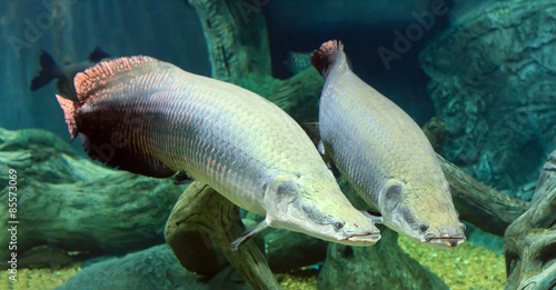 large Arapaima in the Amazon under water