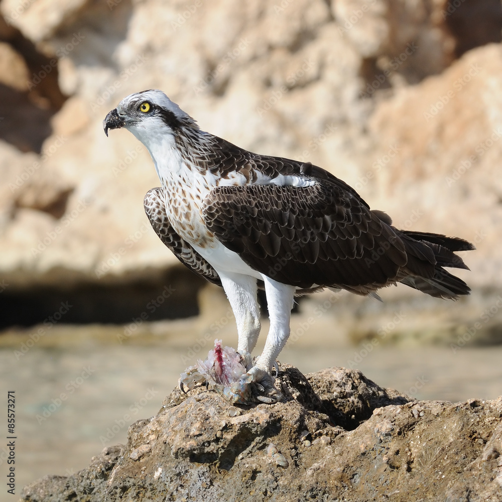 Fototapeta premium Osprey on the Rock with a Prey. Sharm el-Sheikh, Egypt