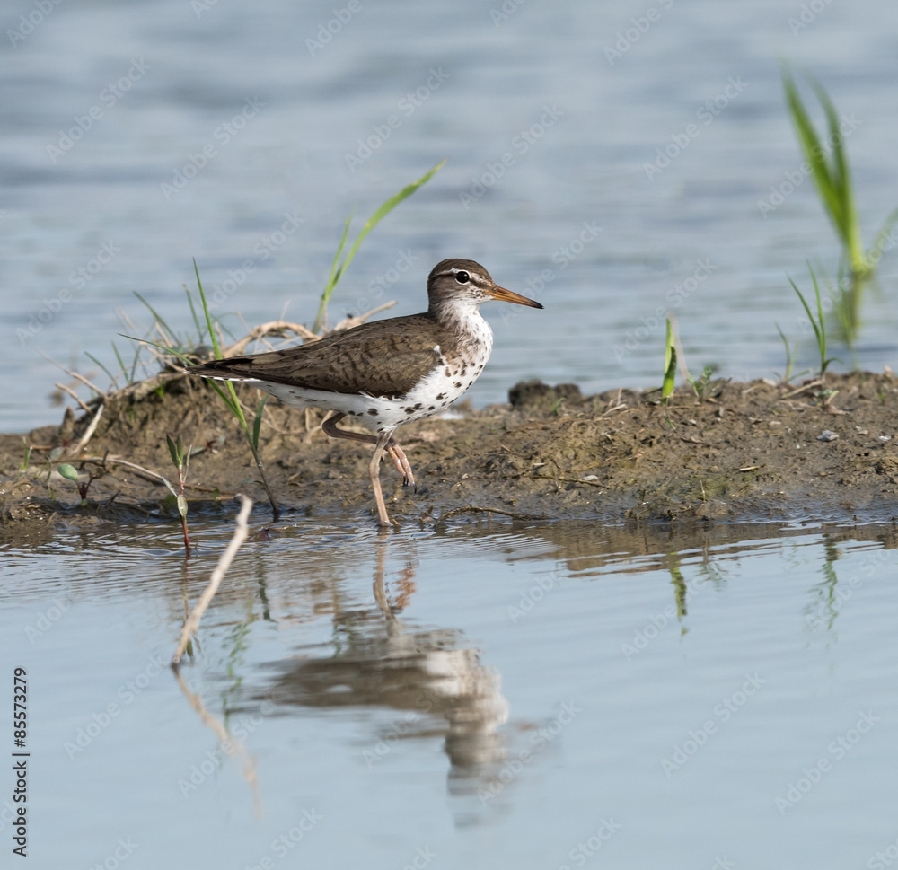 Spotted Sandpiper Spotted Sandpiper