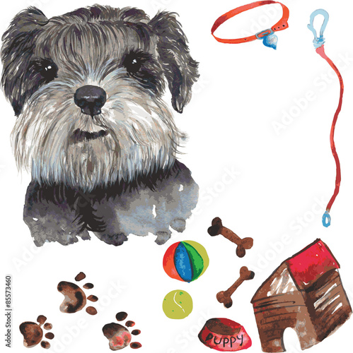 set - miniature schnauzer dog portrait , as well as accessories