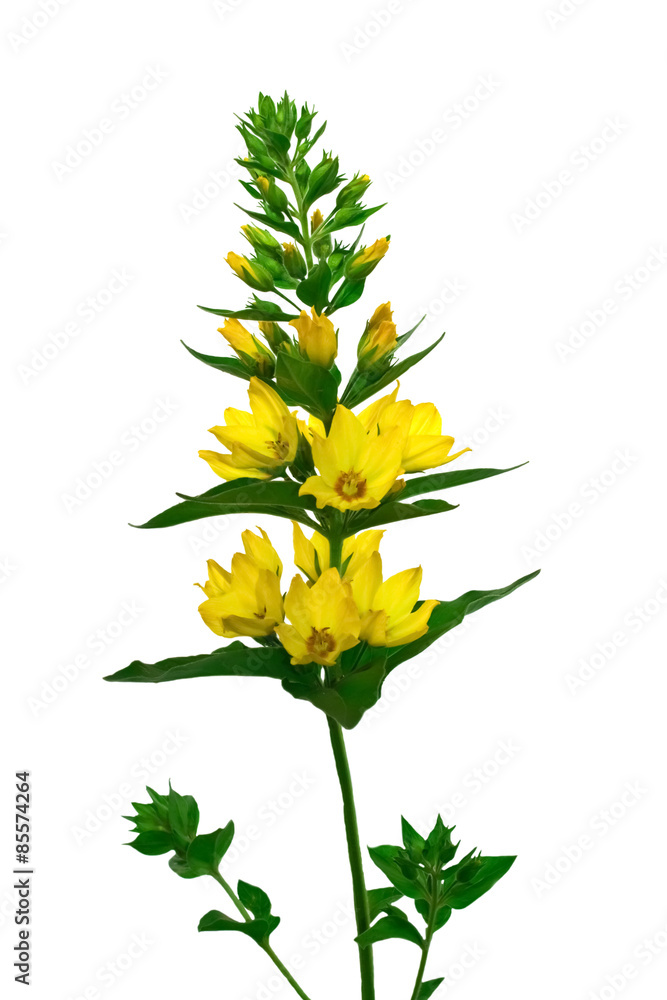 Fototapeta premium Lysimachia vulgaris flower isolate on a white background