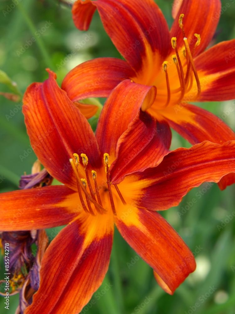 Red lily blossom. Red lily blossom.