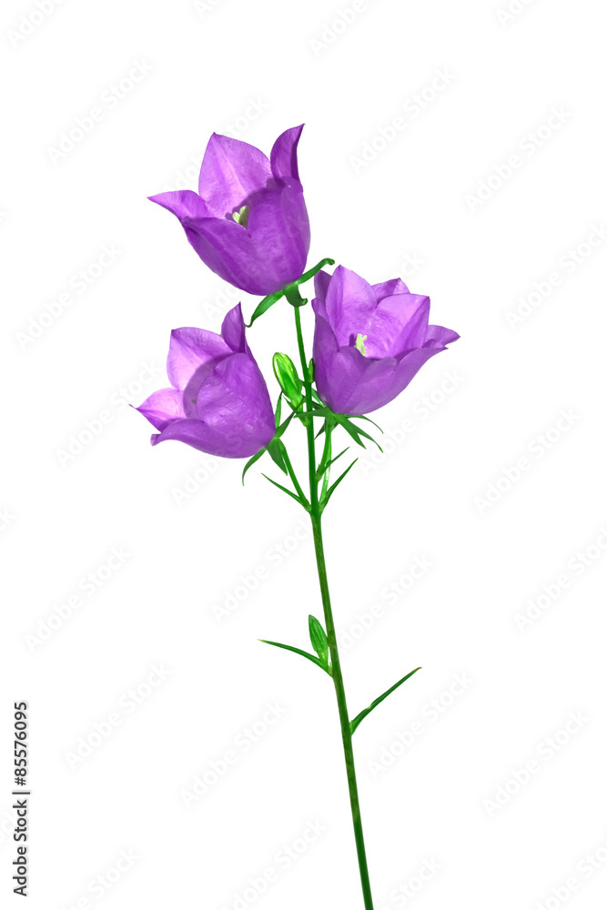Isolate bell flower garden on a white background Isolate bell flower garden on a white background