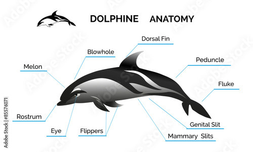 Dolphine Anatomy