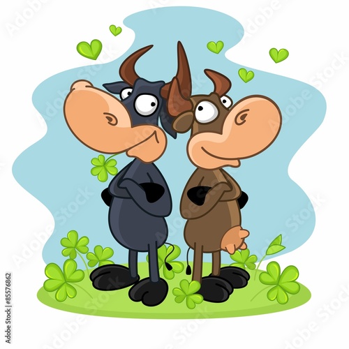 Cow and bull standing and looking at each other on the glade