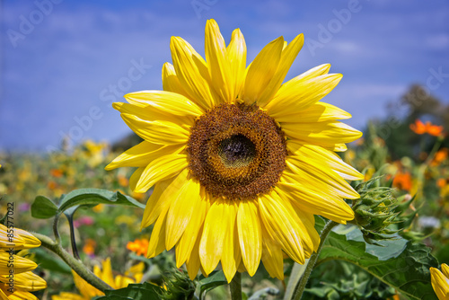 Fototapeta Naklejka Na Ścianę i Meble -  Close up on a sunflower in a field