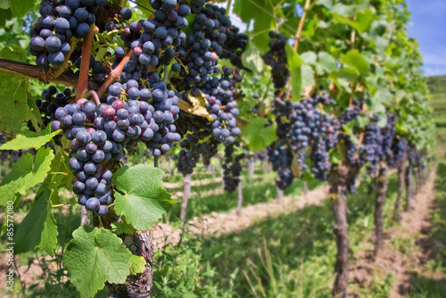 Close up on red black grapes in a vineyard