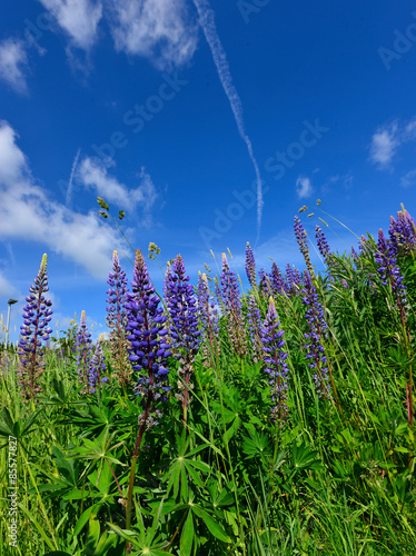 Sommerwiese blauer Himmel