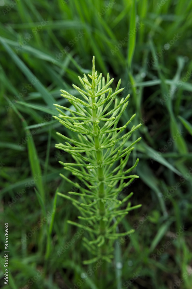 A field horsetail (Equisetum arvense) stem in the grass A field horsetail (Equisetum arvense) stem in the grass