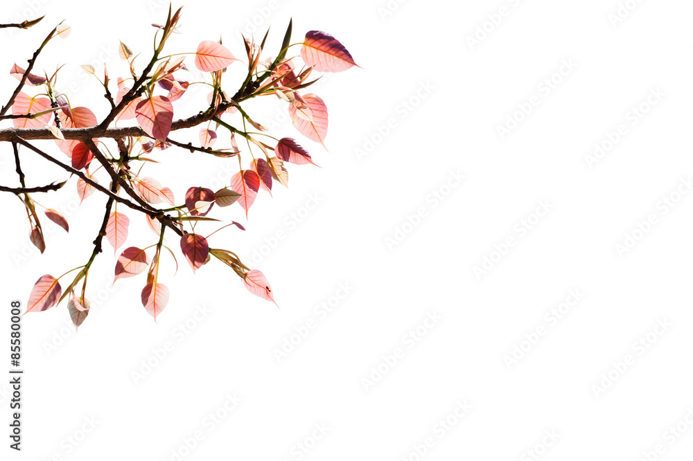 Pipal Tree, Bohhi Tree, Bo Tree, Peepul, put forth fresh leaves isolate Pipal Tree, Bohhi Tree, Bo Tree, Peepul, put forth fresh leaves isolate