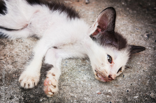 Little sick cat dying sleep on gray floor