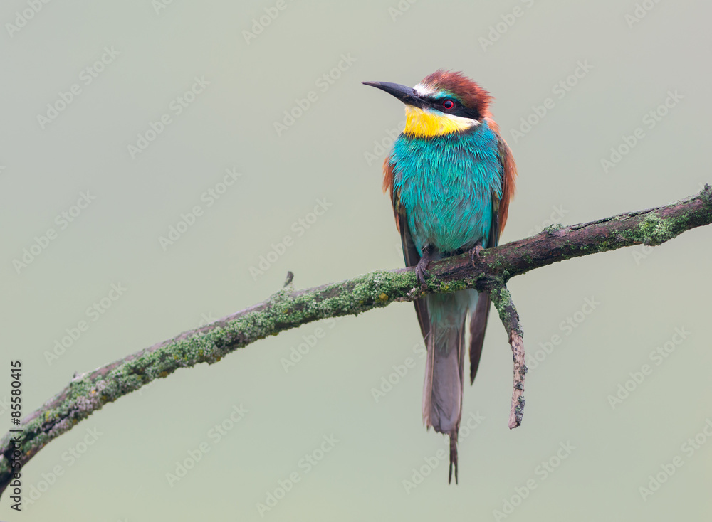 Obraz premium European bee-eater on a rainy day