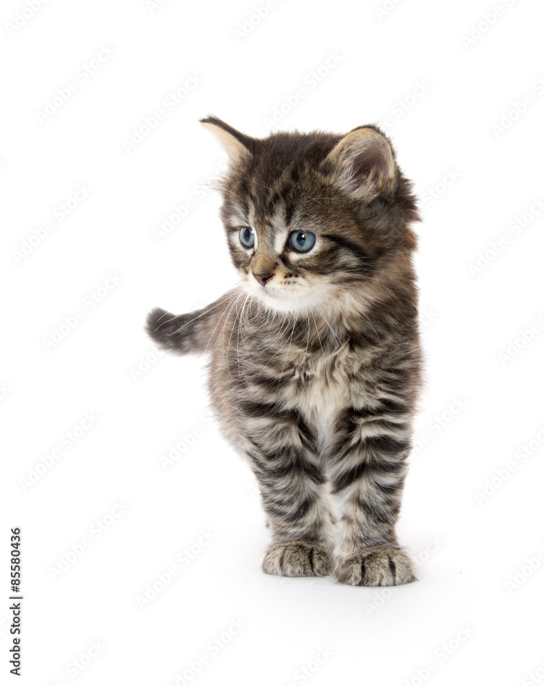 Obraz premium Cute tabby kitten on white background