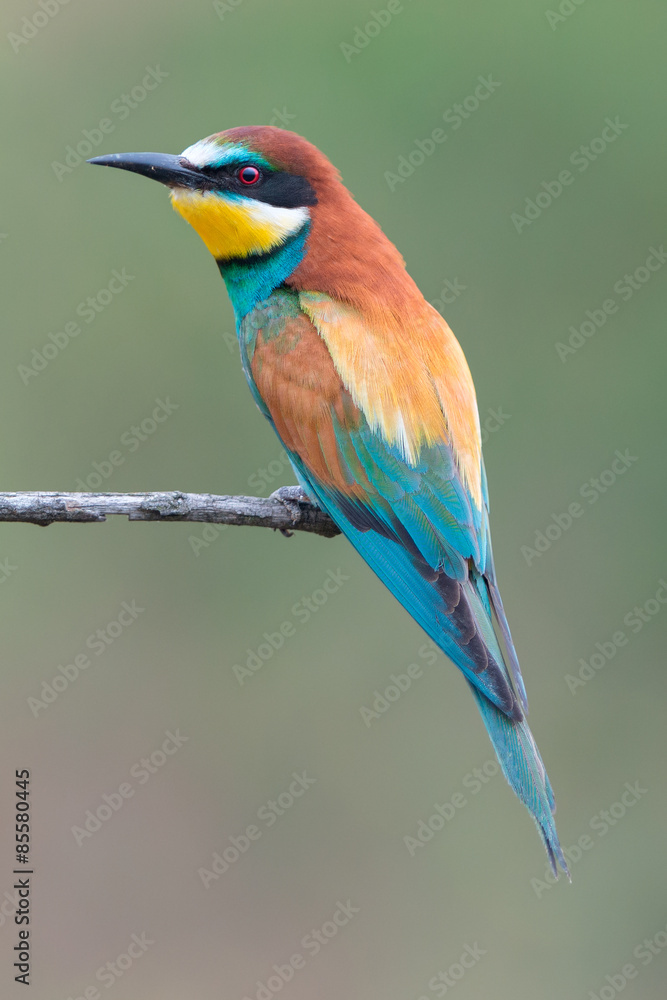 European bee-eater European bee-eater