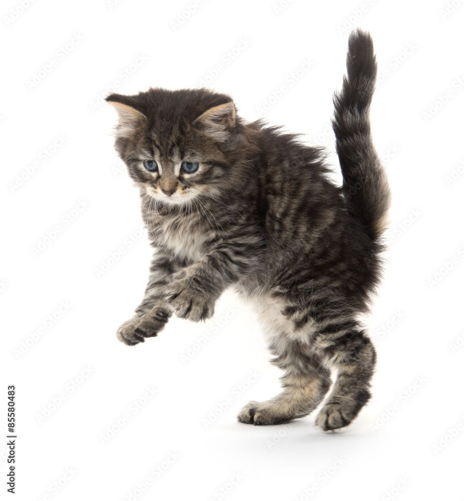 Obraz premium cute tabby kitten playing on white