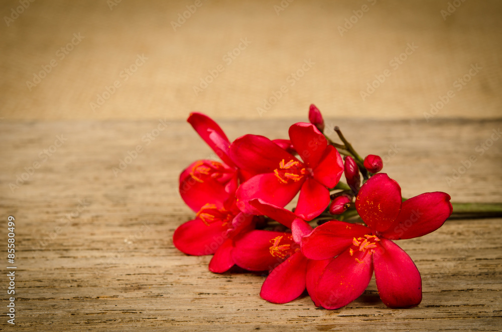 Jatropha integerrima flower, Peregrina or Spicy Jatropha