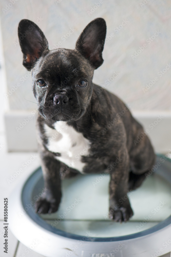 Chiot bouledogue sur pèse personne