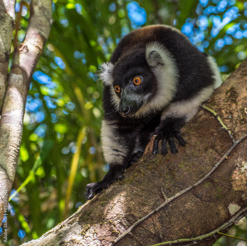 Obraz premium Black-and-white ruffed lemur of Madagascar