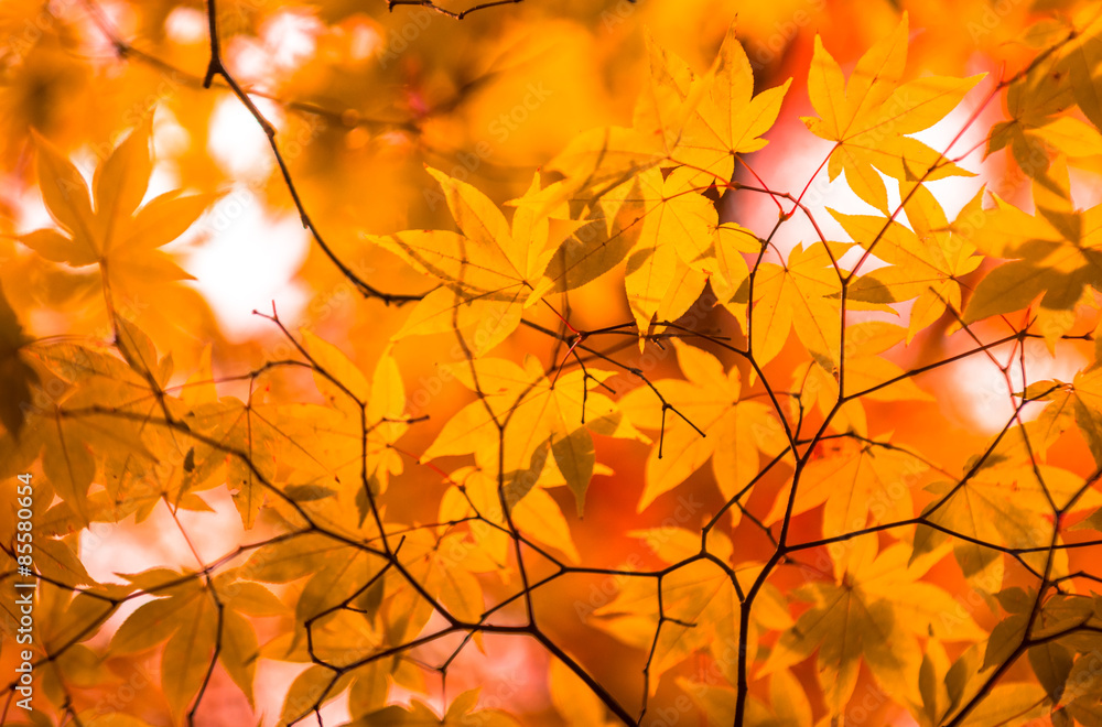 autumn leaves, very shallow focus