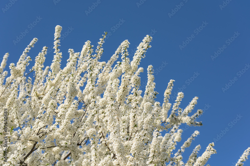 White Cherry Plum Tree Flowers In Spring White Cherry Plum Tree Flowers In Spring