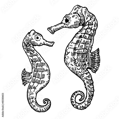 seahorse