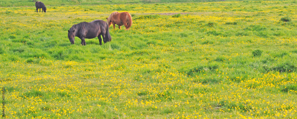 grazing horses in a meadow full of rare yellow buttercups in spring in Flanders, Belgium grazing horses in a meadow full of rare yellow buttercups in spring in Flanders, Belgium