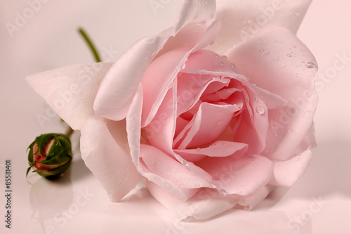 Een detail foto van een roze roos met water druppels
