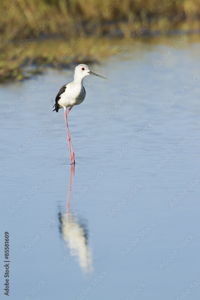 Black-winged stilt bird in Pottuvil, Sri Lanka Black-winged stilt bird in Pottuvil, Sri Lanka