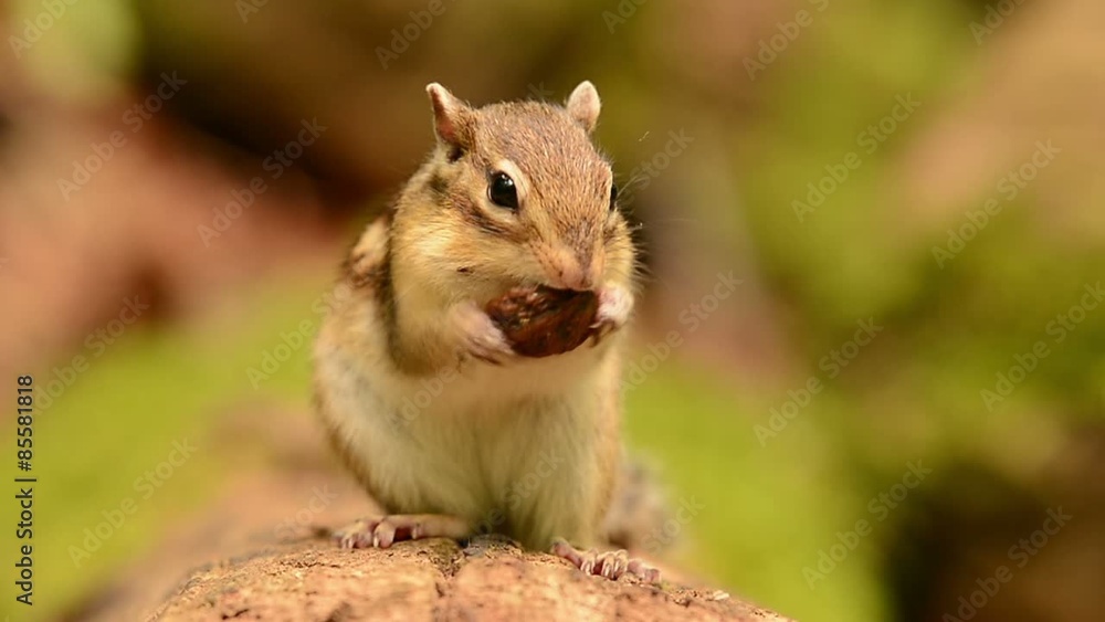 胡桃を食べるエゾシマリス