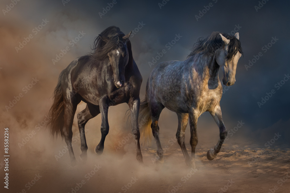 Fototapeta premium Two beautiful horse run in desert dust