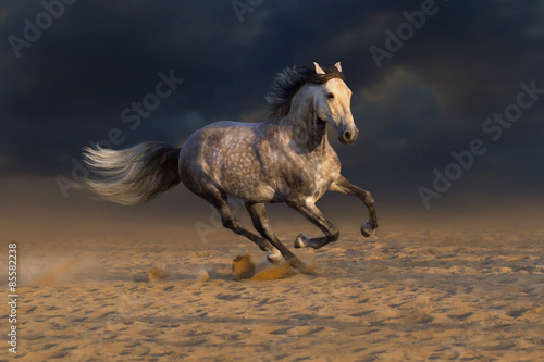 Grey andalusian horse run gallop in desert dust #85582238