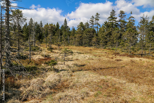 Moor area in the national park Harz photo