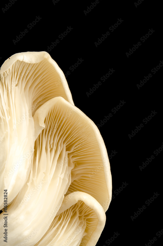 Mushroom Mushroom