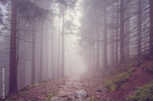 Fog in the haunted forest