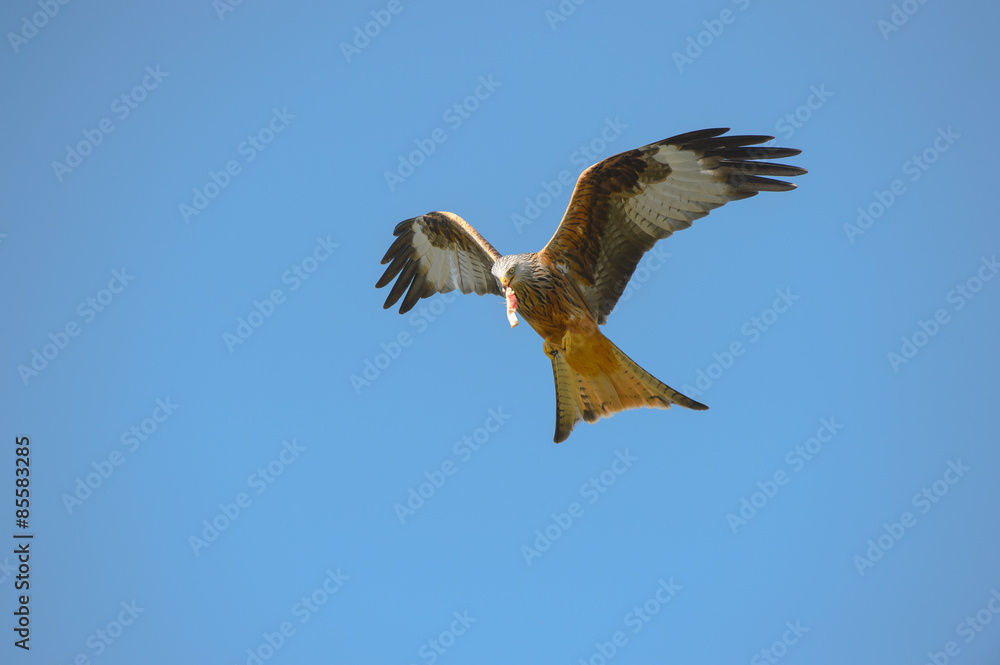 Obraz premium Red Kite